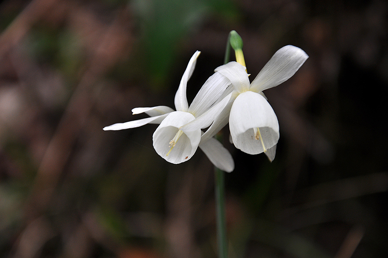Narcissus triandrus flores blancas