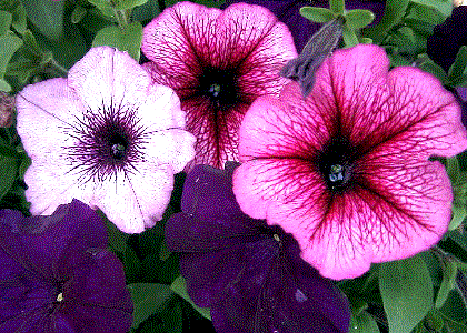 Petunia grandiflora flor rosada