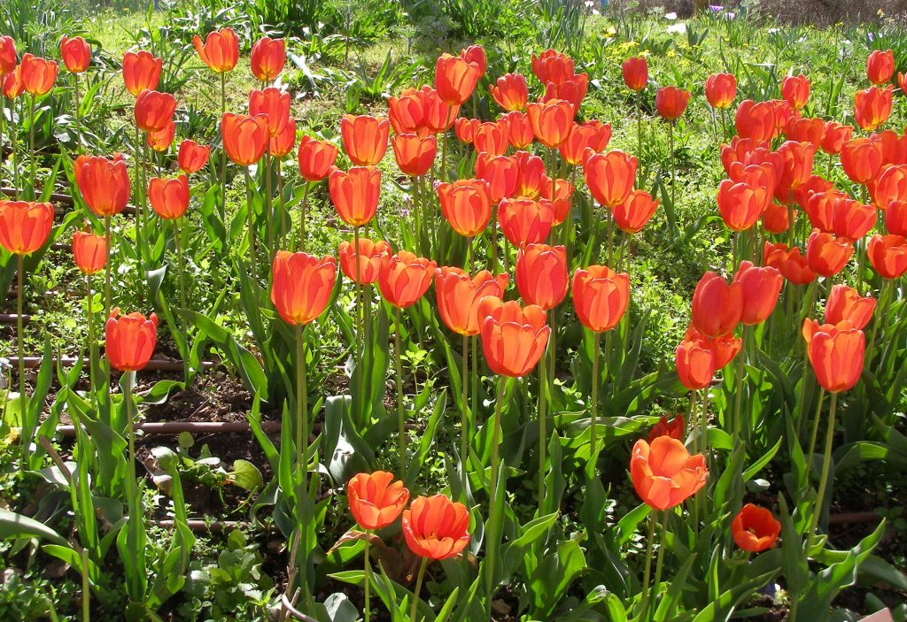 Tulipe gesneriana