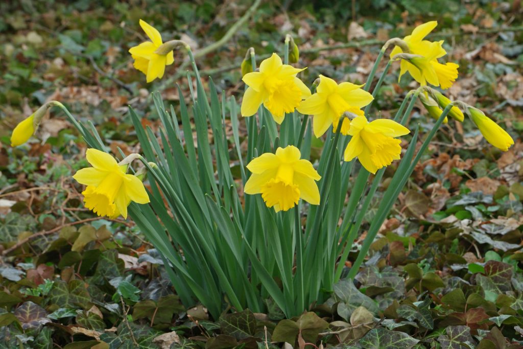 Narcissus pseudonarcissus cuidados