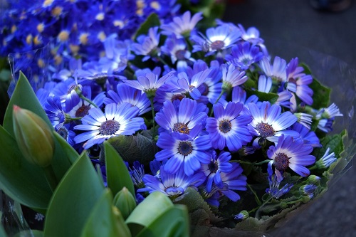 Flores azules: fotos, tipos, significado, características, imágenes -