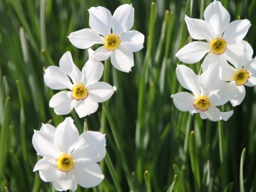 Flores blancas