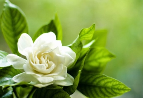 Flores de color blanco