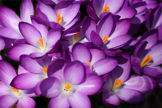 Flores lila: fotos, tipos, significado, características, imágenes -