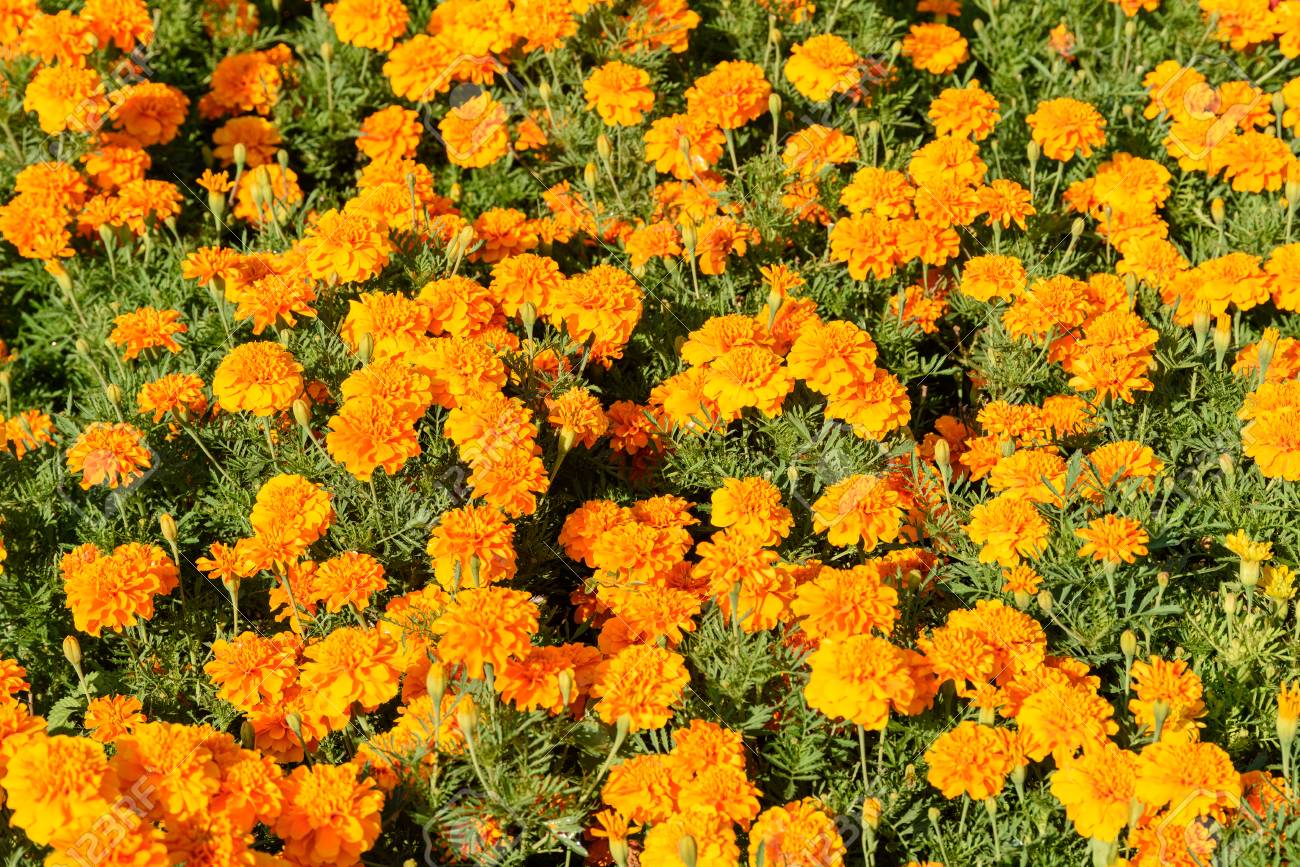 Flores naranjas:fotos, tipos, significado, características -