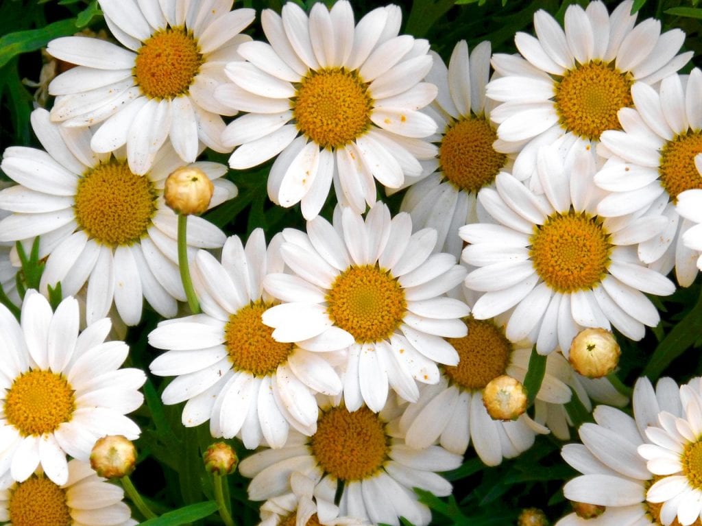 Flores blancas y amarillas