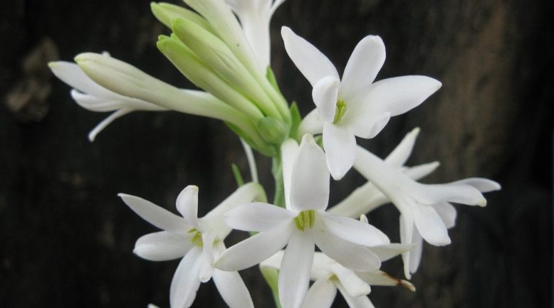 Resultado de imagen para nardo