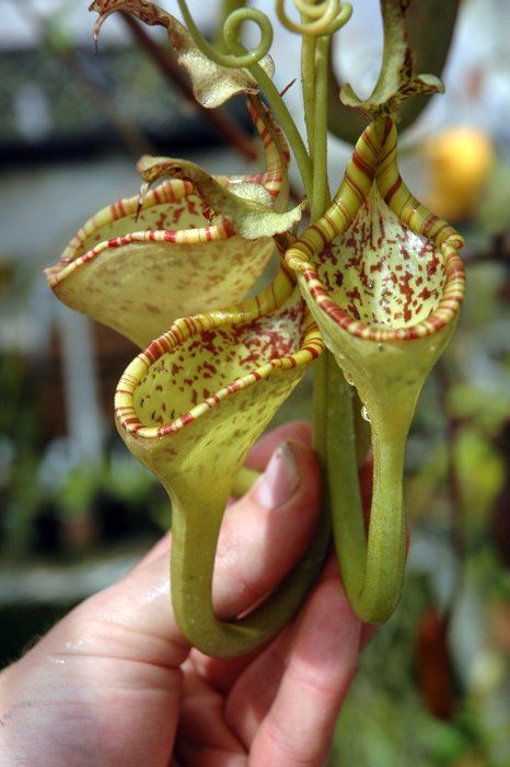 Flor Nepenthes