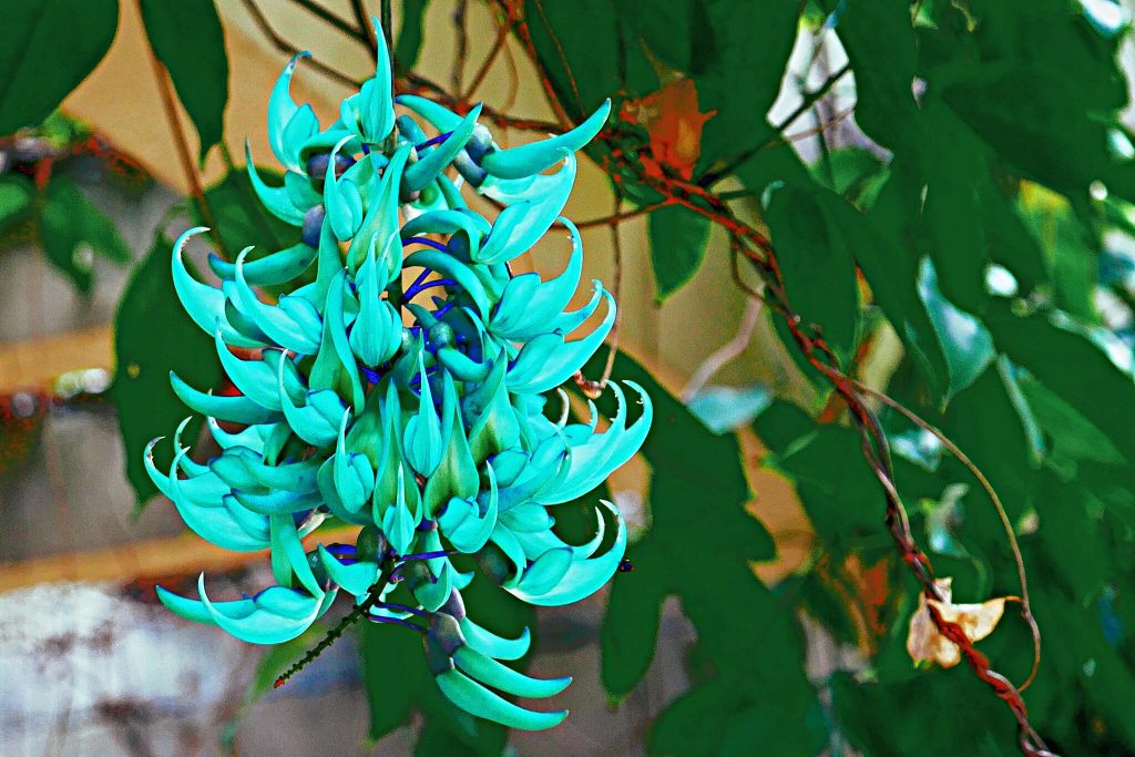 Flor de Jade -