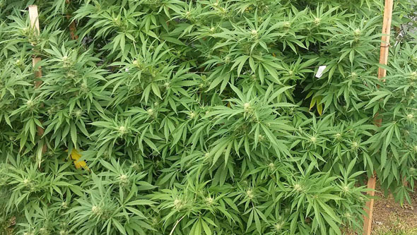 planta de cannabis