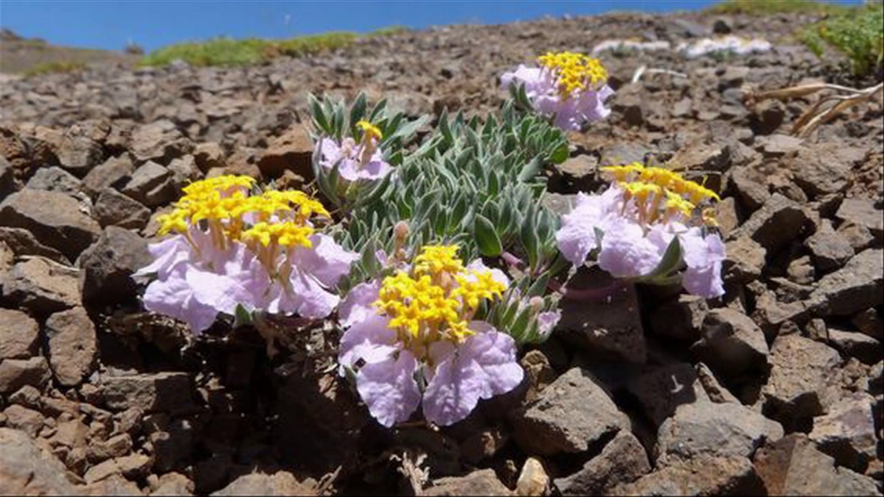 flores de montaña