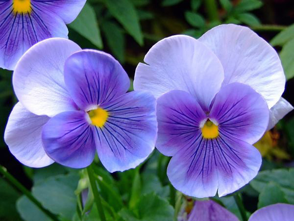 flores de violeta