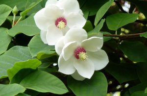 Magnolias blancas
