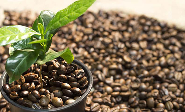 cómo cultivar una planta de café