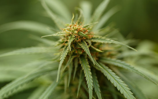 Planta del Cannabis