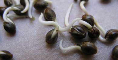 consejos para germinar semillas