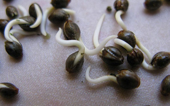 consejos para germinar semillas