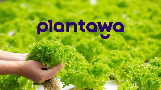 ¿Qué es Plantawa y por qué debo conocerla si tengo un huerto?