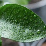 como afecta la humedad a las plantas