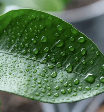 como afecta la humedad a las plantas