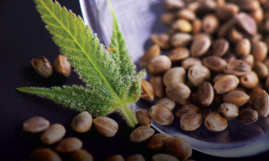 beneficios de las semillas de cannabis