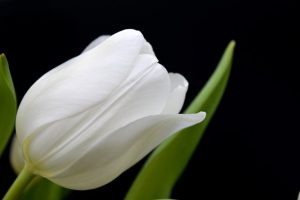 Características de los tulipanes