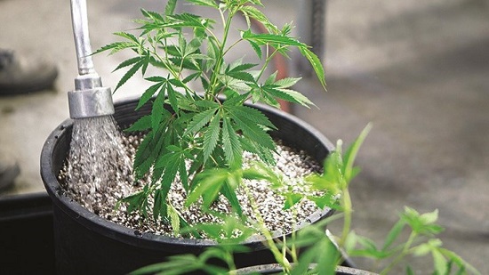 como cuidar planta de marihuana