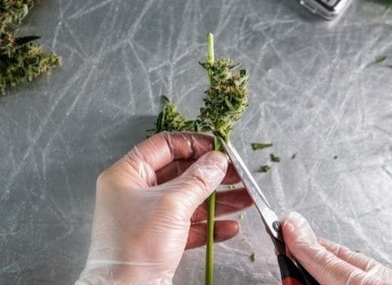 guia cuidar planta de cannabis